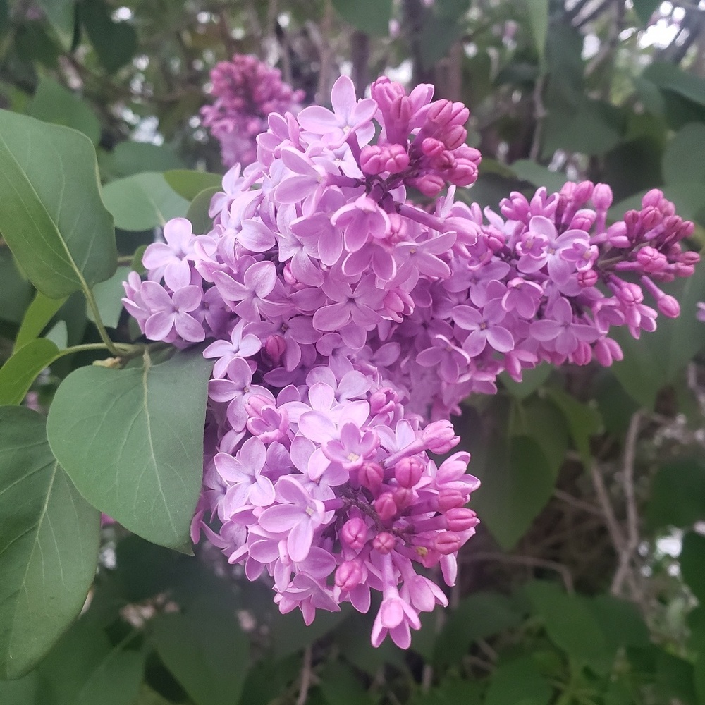 Meet your Posher, Symone